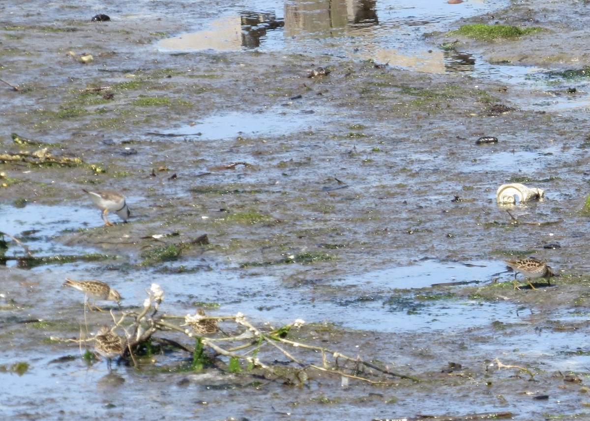 Least Sandpiper - Diane Weismiller