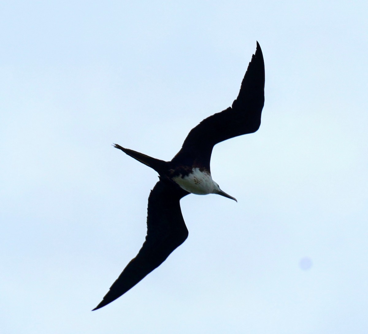 Magnificent Frigatebird - ML619046021