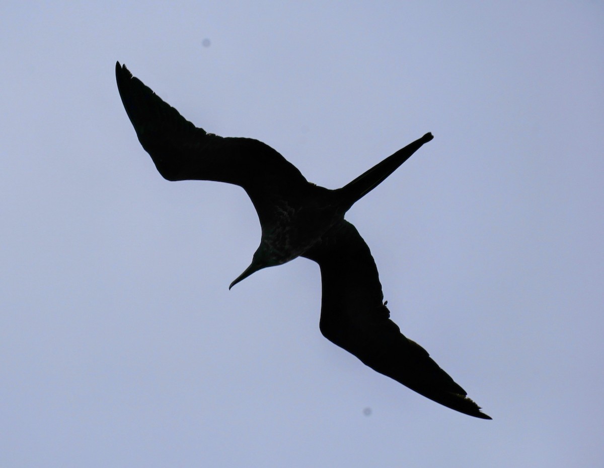 Magnificent Frigatebird - ML619046022