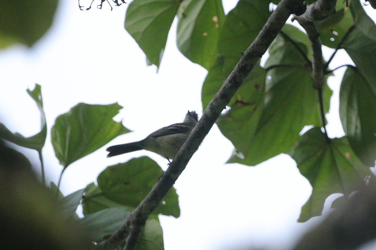 Yellow-bellied Elaenia - Mario Alexander Cardona Giraldo