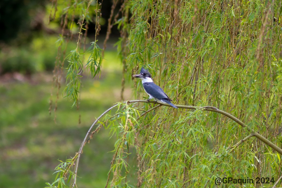 Belted Kingfisher - Guy Paquin