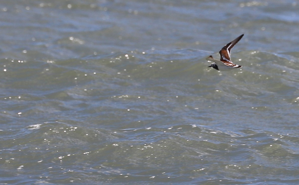 Ruddy Turnstone - Rob Bielawski