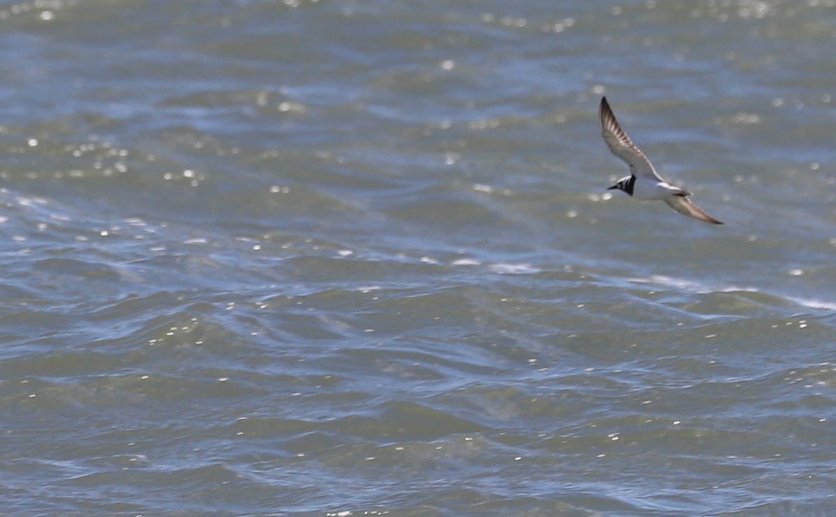 Ruddy Turnstone - Rob Bielawski