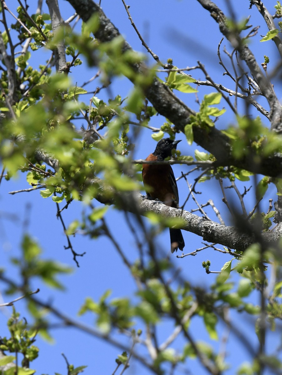 Orchard Oriole - Anonymous