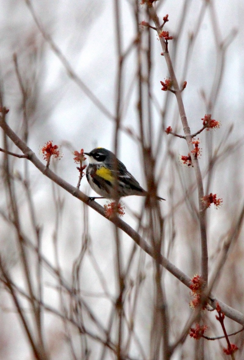 Yellow-rumped Warbler - ML619046054