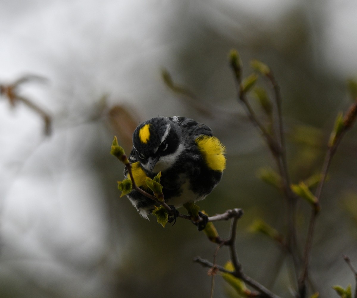 Yellow-rumped Warbler - Shirl Arnold