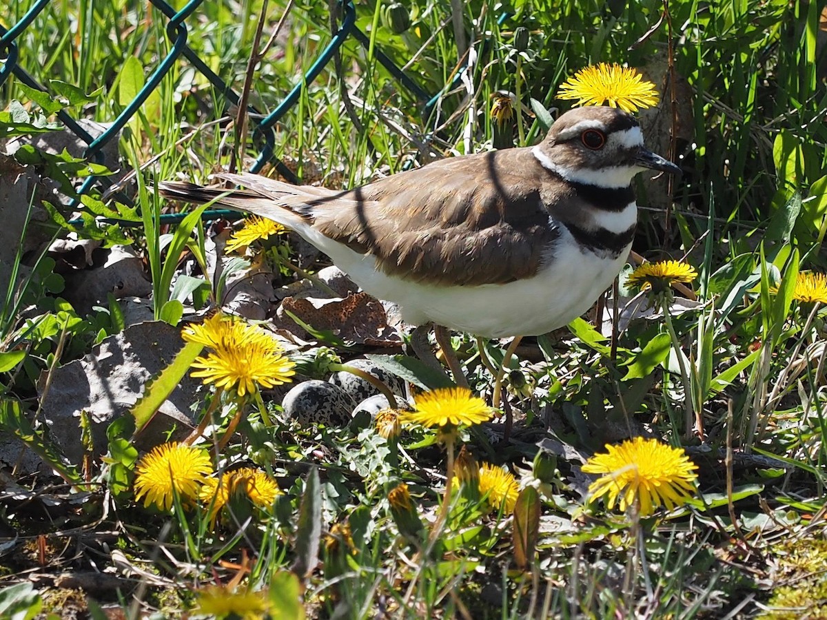 Killdeer - Thierry Grandmont