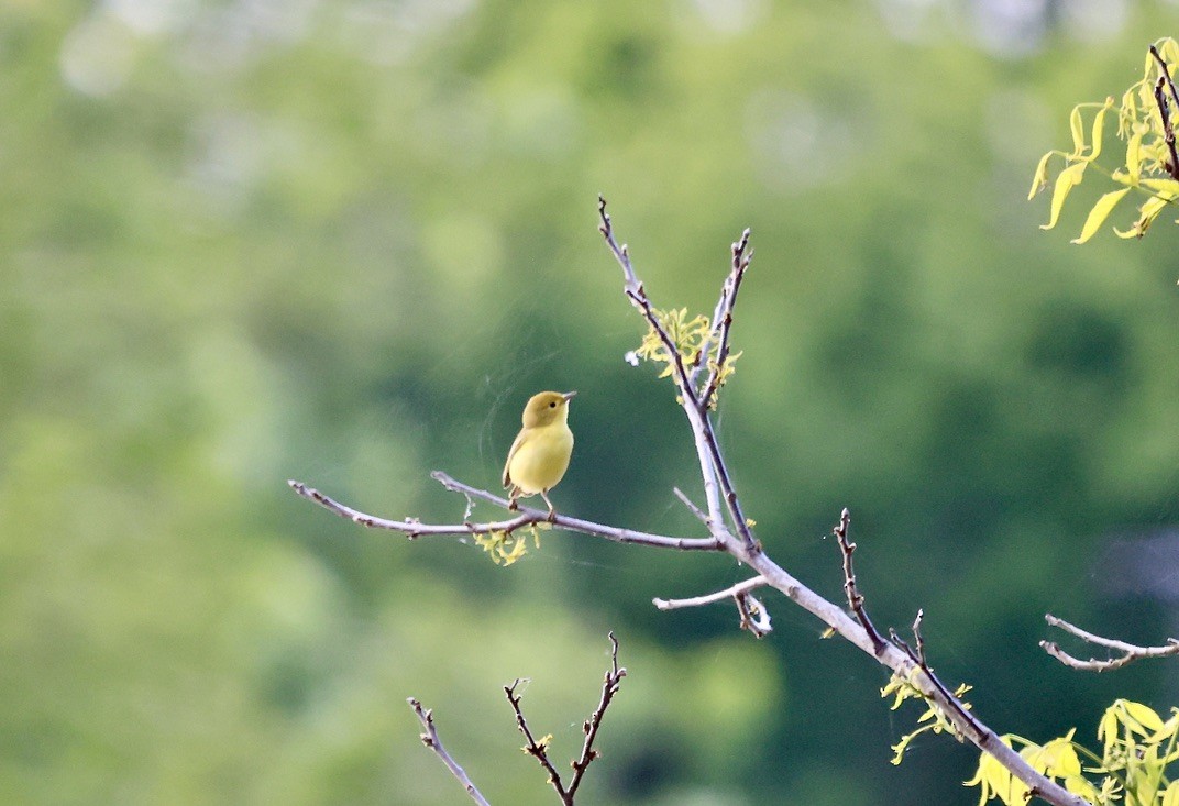 Yellow Warbler - ML619046122