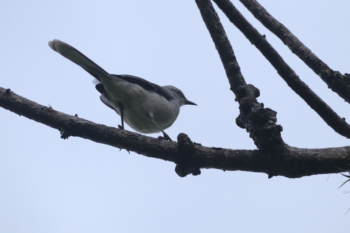 Tropical Mockingbird - ML619046125