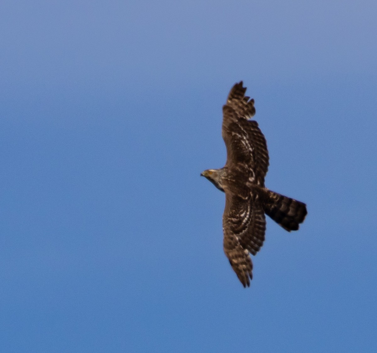 American Goshawk - John Alexander