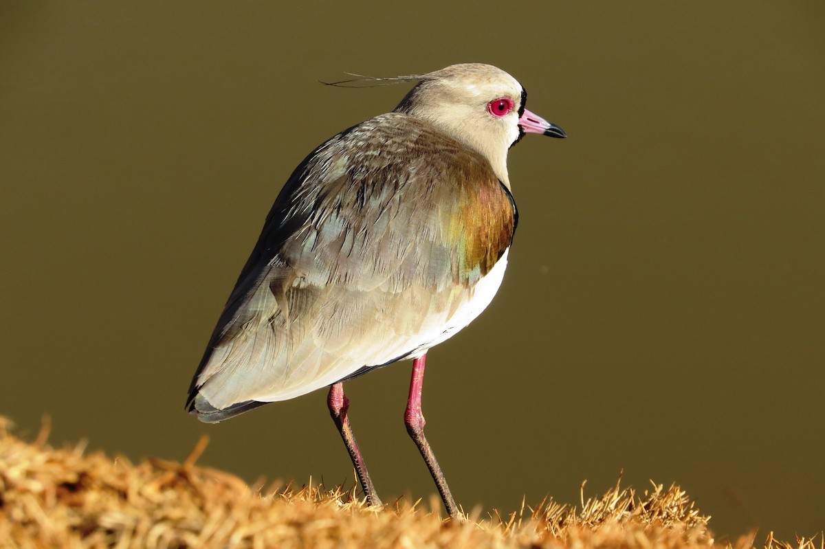 Southern Lapwing - André Tostes Tostes