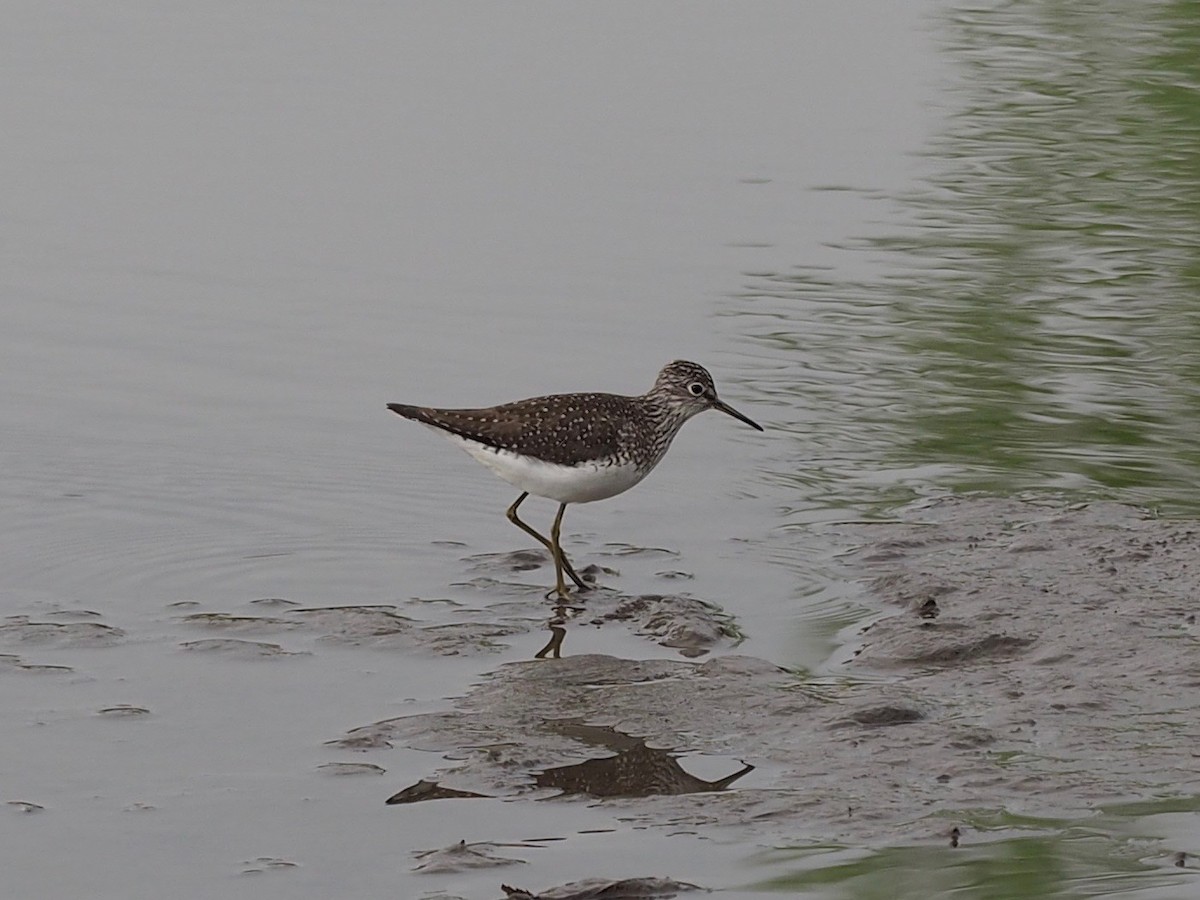 Solitary Sandpiper - Thierry Grandmont