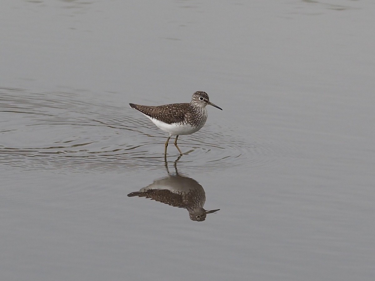 Solitary Sandpiper - Thierry Grandmont
