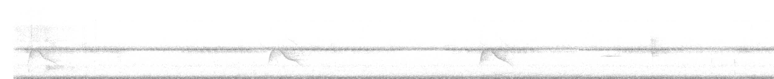 Weißkappen-Schleppentyrann - ML619046169