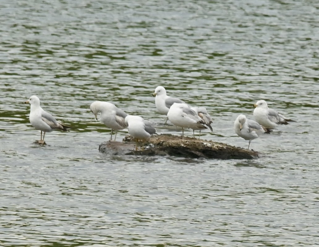 Ring-billed Gull - Regis Fortin