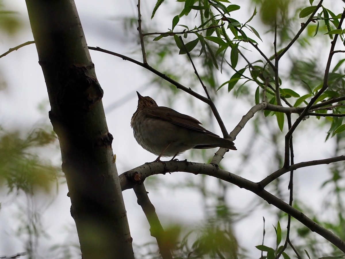 Swainson's Thrush - Thierry Grandmont