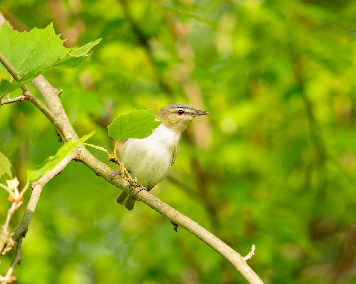 Red-eyed Vireo - Joseph Salmieri Jr.