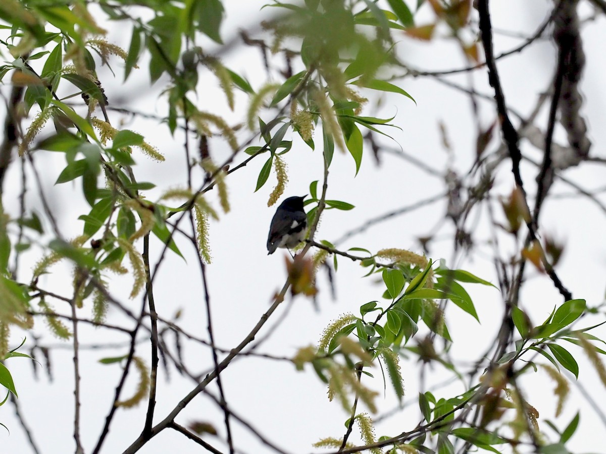 Black-throated Blue Warbler - Thierry Grandmont