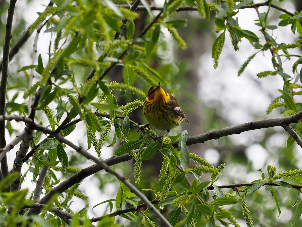 Cape May Warbler - Thierry Grandmont