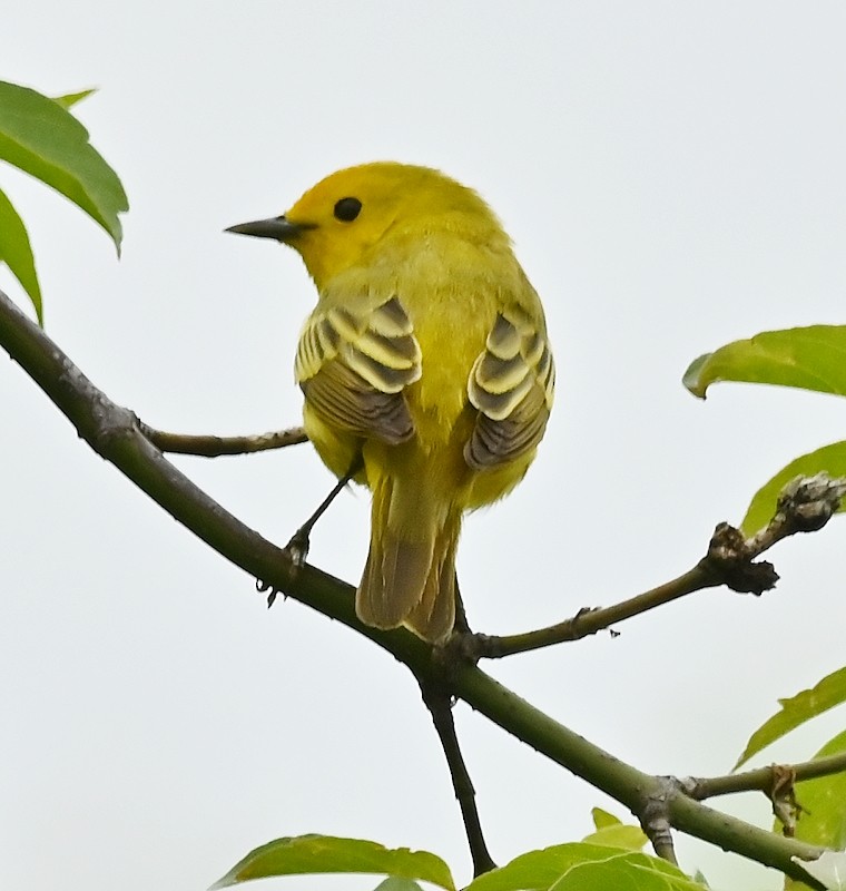 Yellow Warbler - Regis Fortin