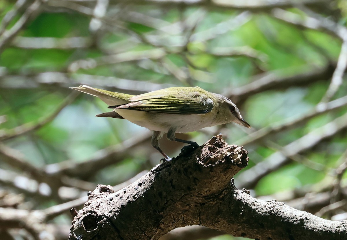 Red-eyed Vireo - John Drummond