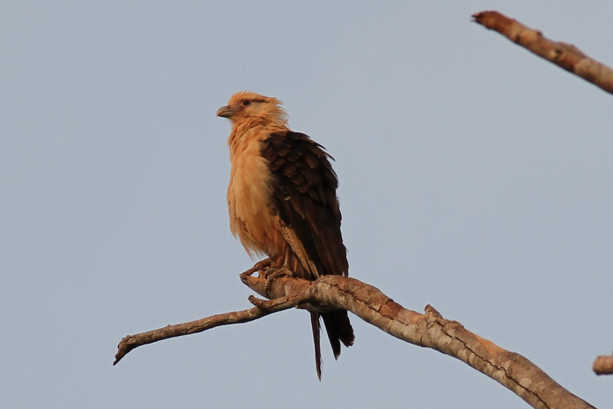 Yellow-headed Caracara - Richard Hudson