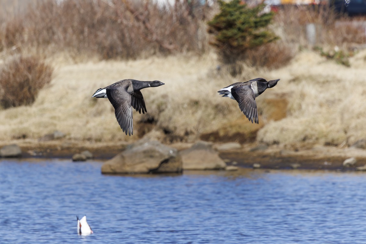 Brant - ML619046293