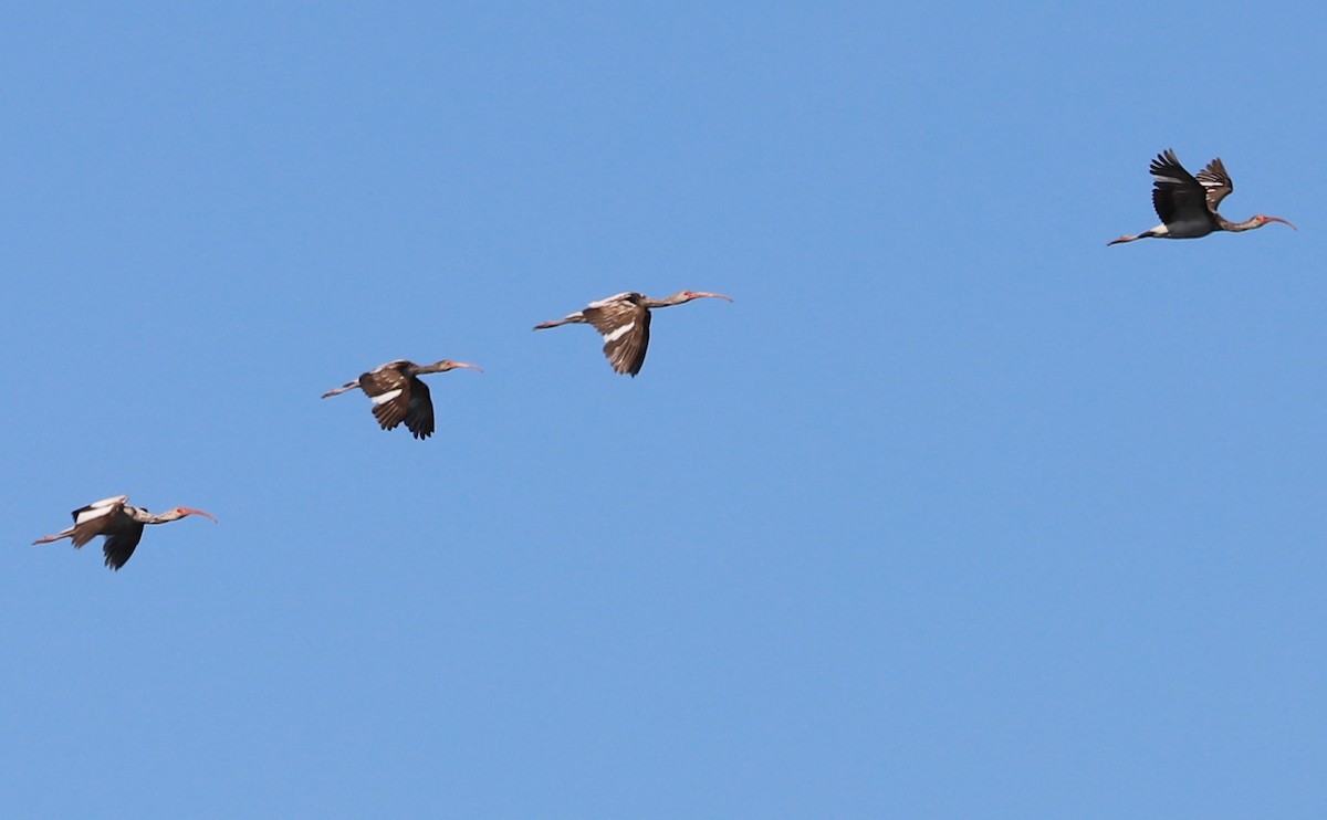 White Ibis - ML619046308