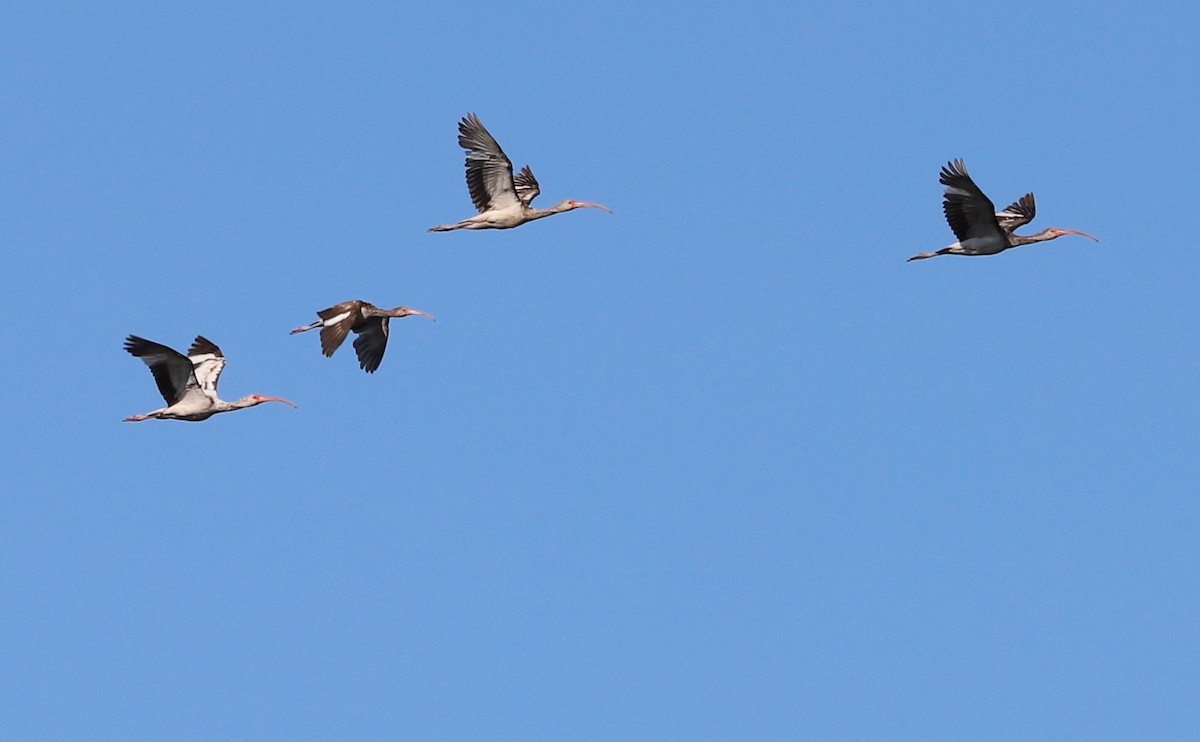 White Ibis - ML619046311