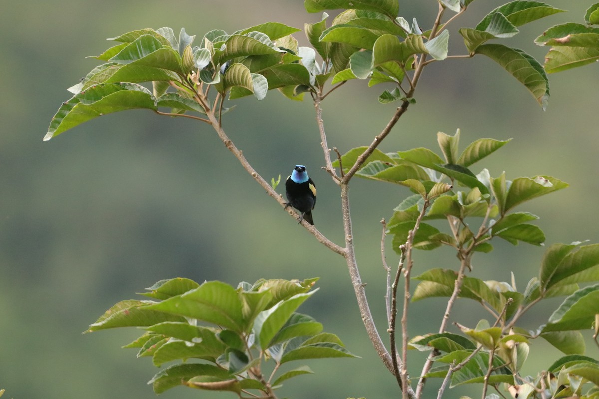 Blue-necked Tanager - ML619046332