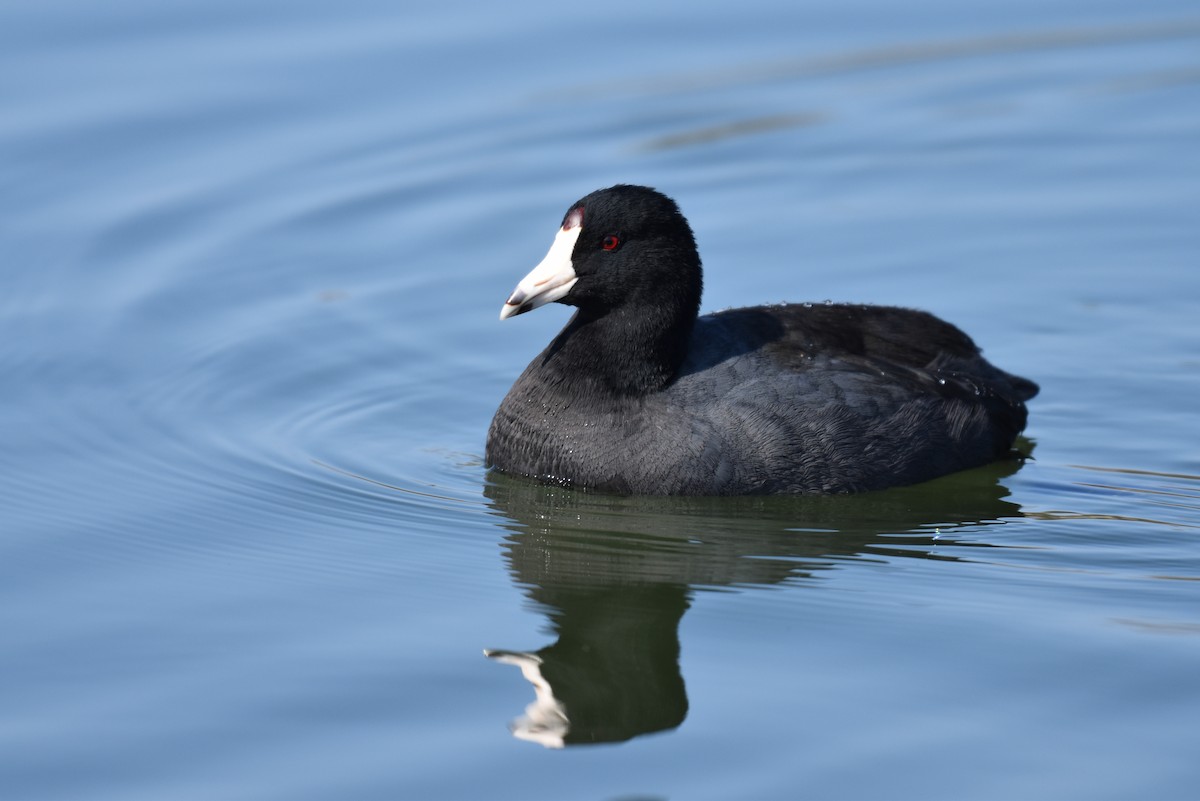 American Coot - Laura  Wolf