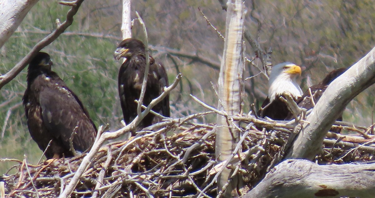 Bald Eagle - Catherine Hagen