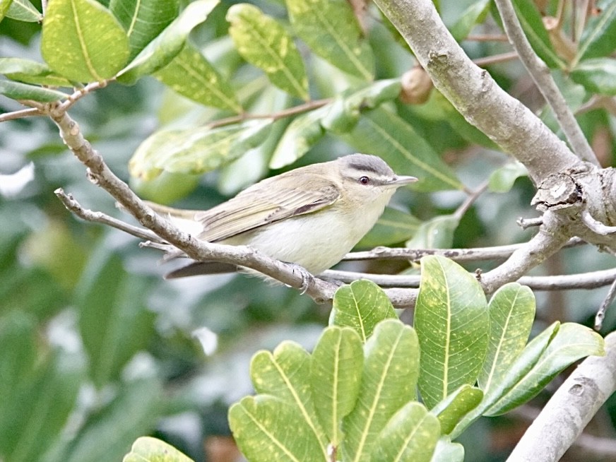 Vireo Ojirrojo - ML619046400