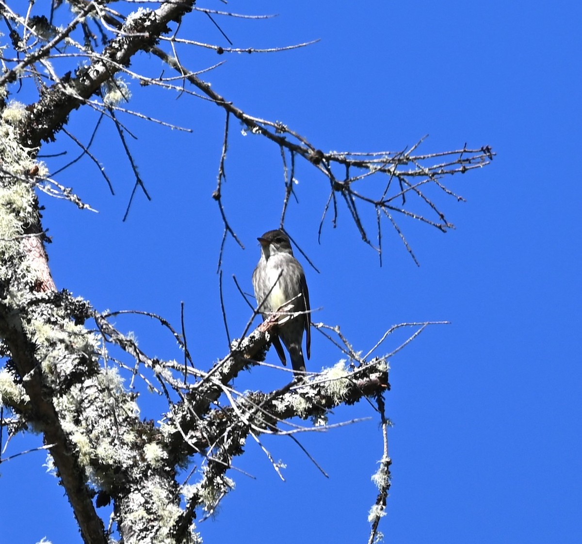 Olive-sided Flycatcher - Ralph Erickson