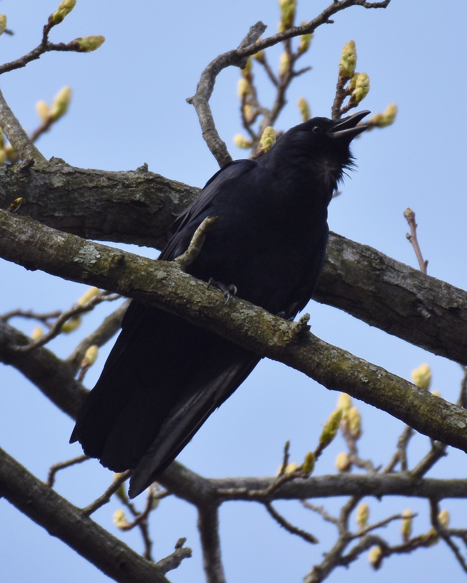 American/Fish Crow - ML619046407