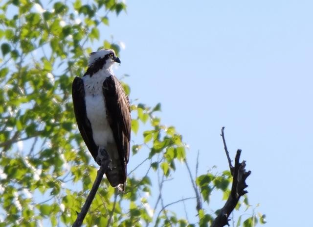 Osprey - Debbie Zelkowitz