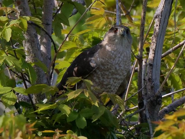 Cooper's Hawk - Debbie Zelkowitz