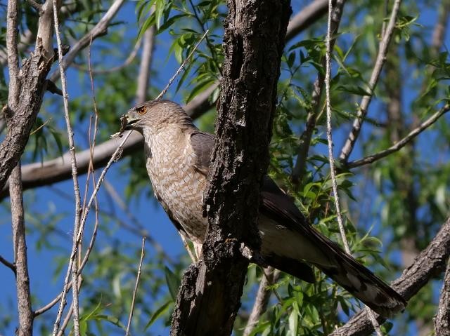 Cooper's Hawk - ML619046432