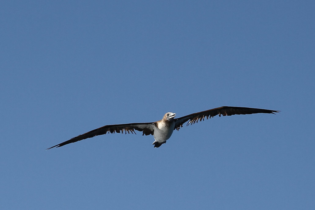 Blue-footed Booby - Richard Hudson