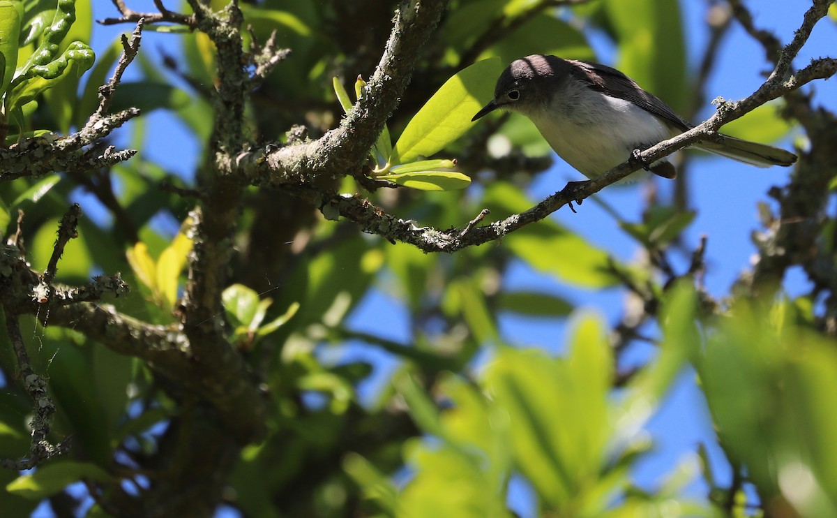 Blue-gray Gnatcatcher (caerulea) - Rob Bielawski