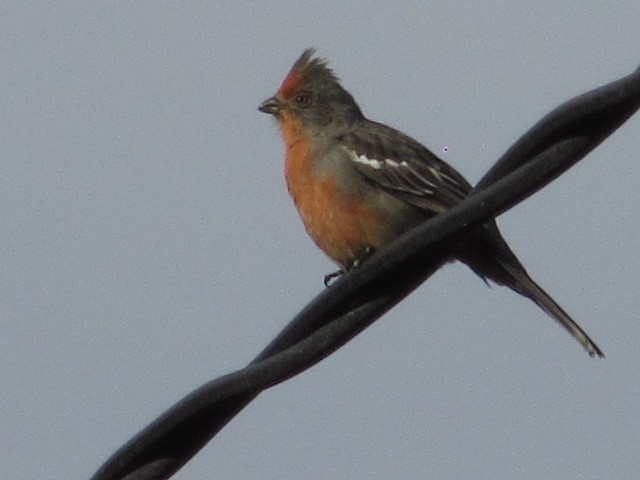 White-tipped Plantcutter - Hugo Rodriguez