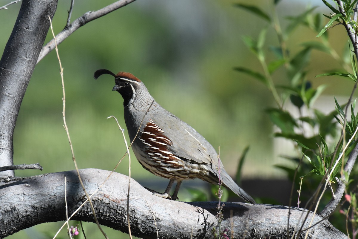 Gambel's Quail - ML619046500