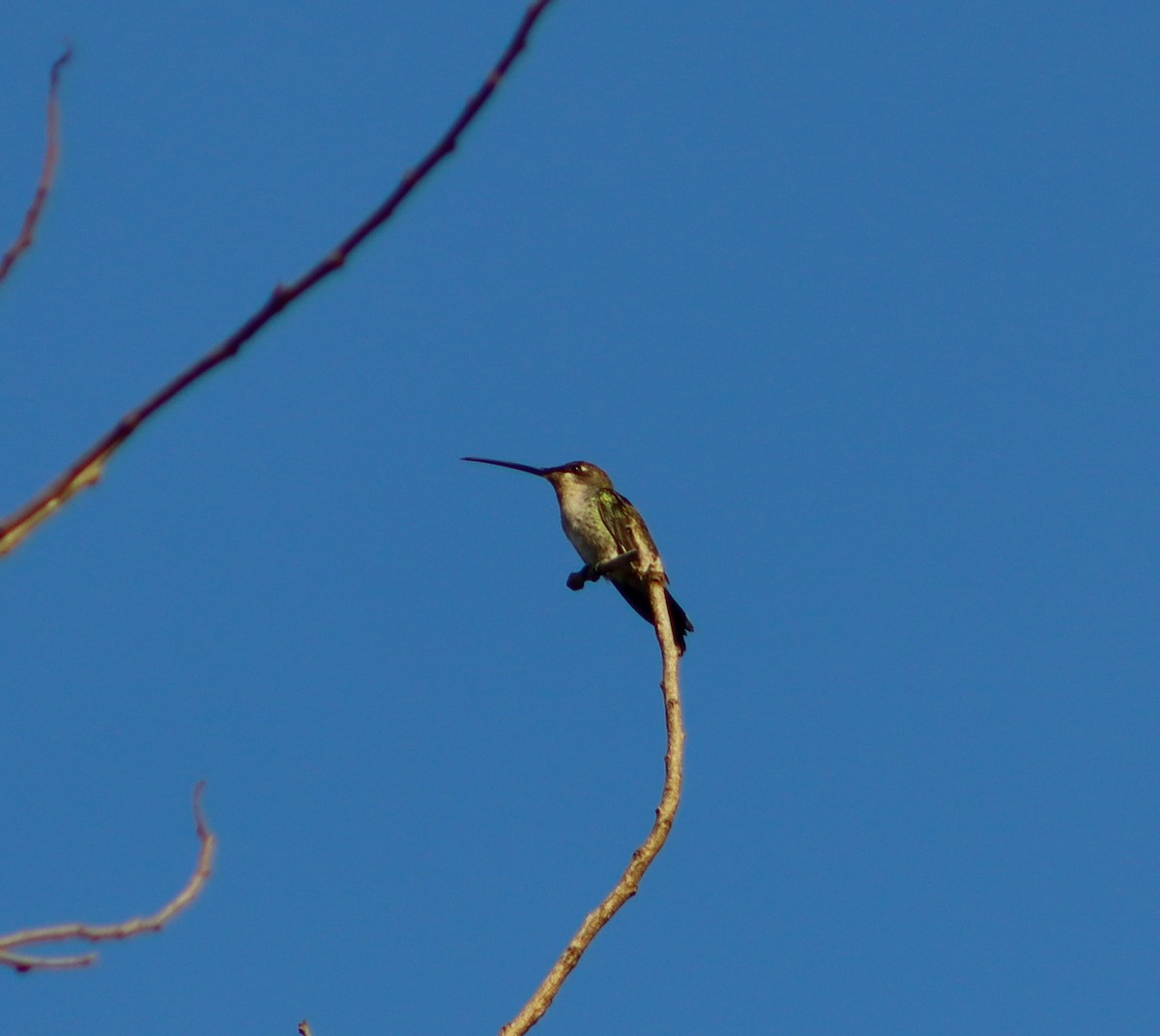kolibřík cerradový - ML619046501