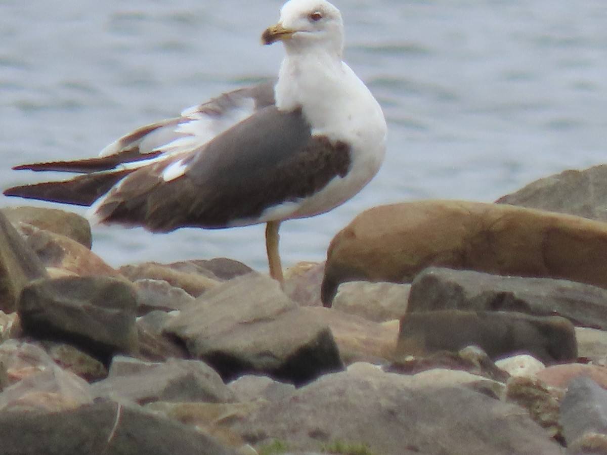 Lesser Black-backed Gull - Marcel Lamontagne