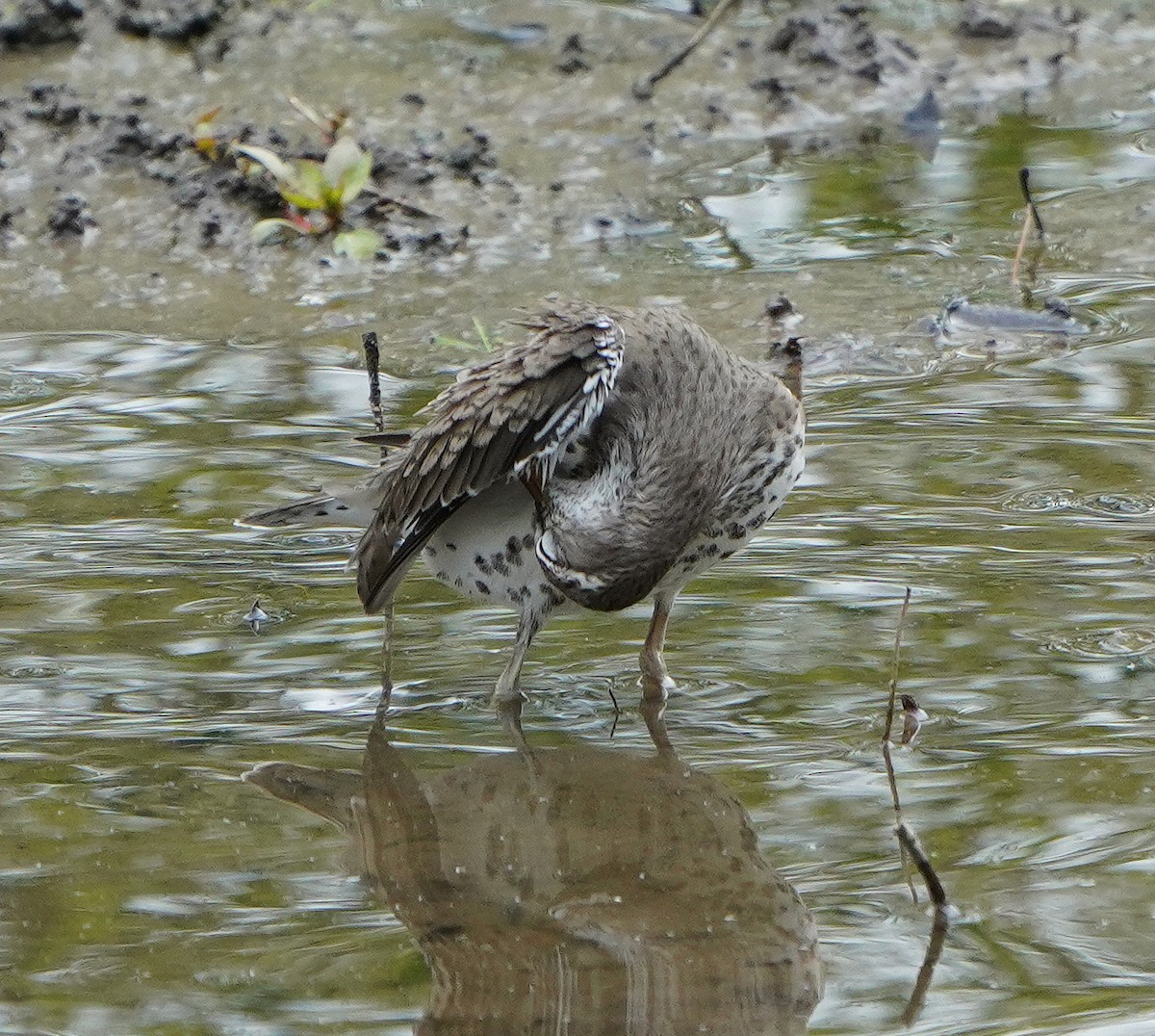 Spotted Sandpiper - ML619046519