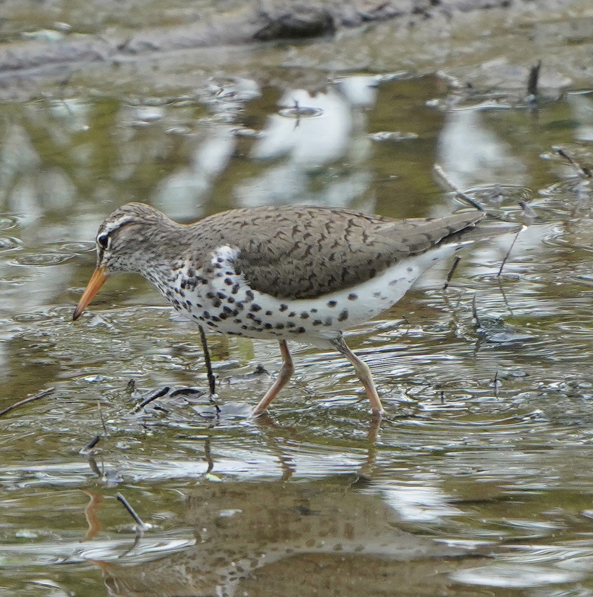 Spotted Sandpiper - Mark McConaughy
