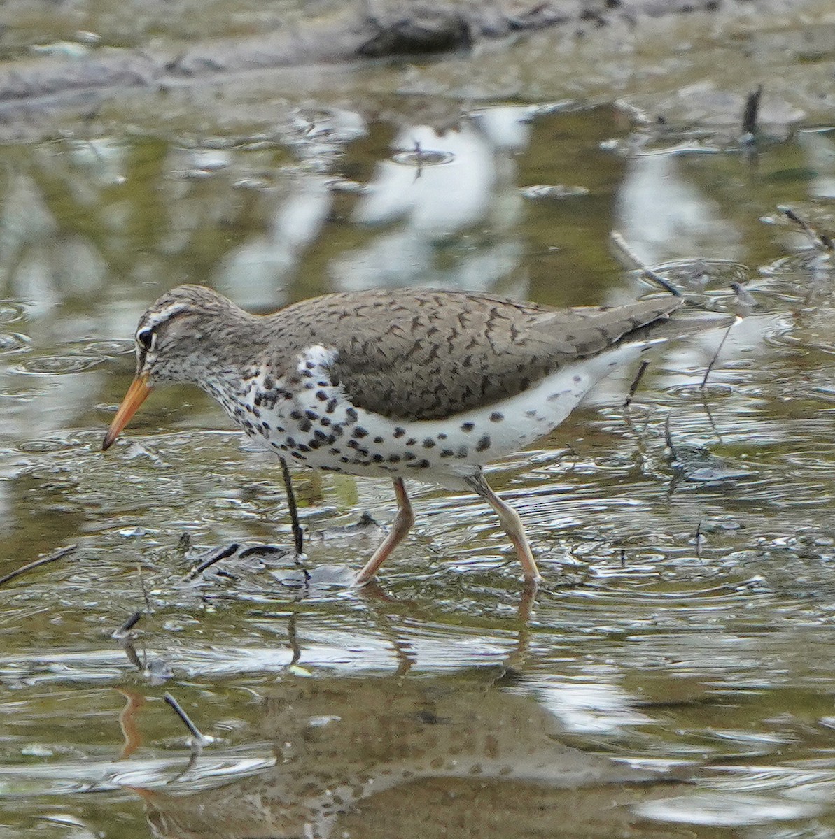 Spotted Sandpiper - ML619046521