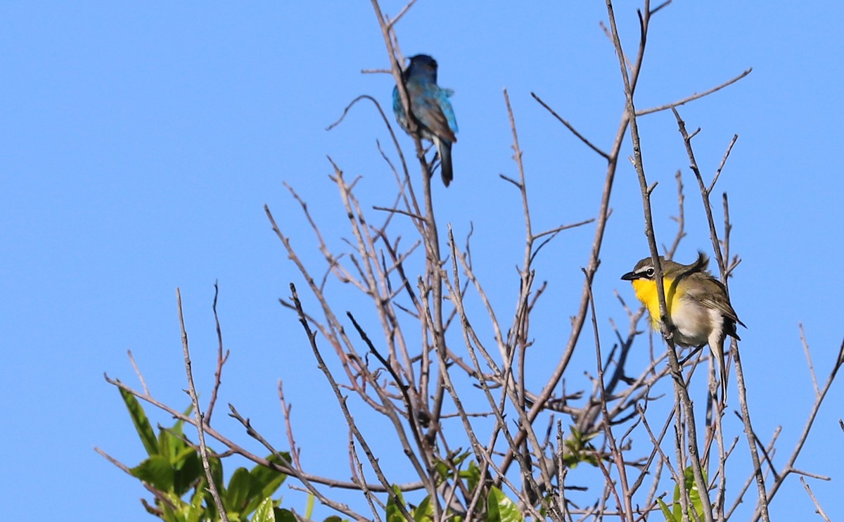 Yellow-breasted Chat - Rob Bielawski