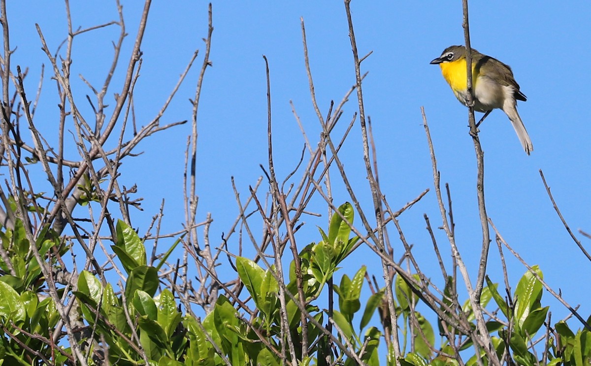 Yellow-breasted Chat - ML619046541