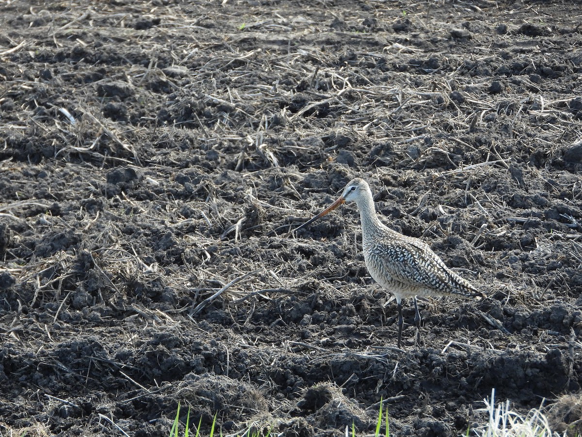 Marbled Godwit - ML619046552